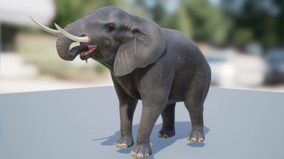 Elephant 