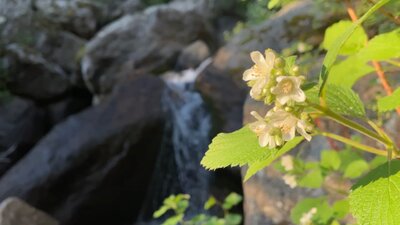 Ambisonic Spaces: Forest 