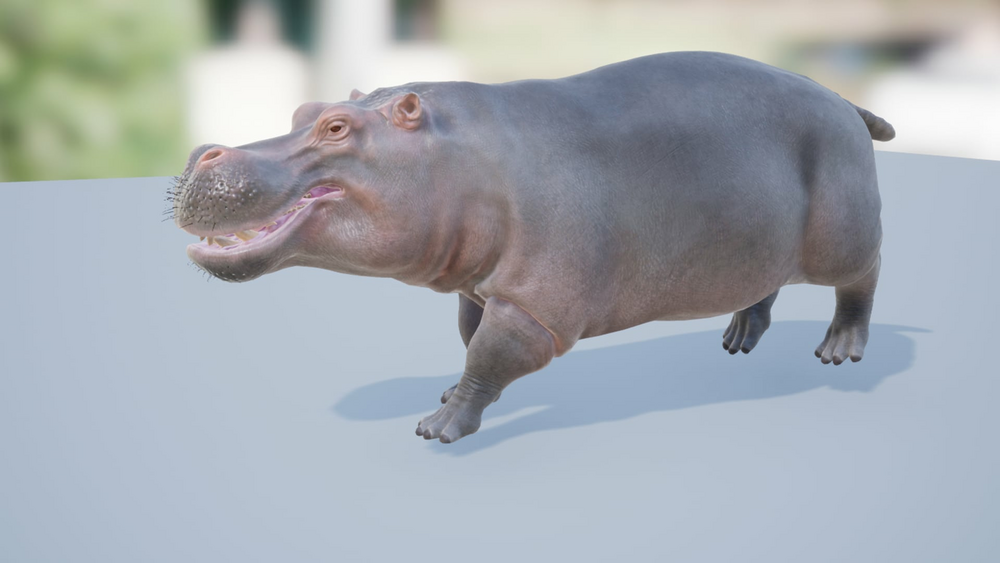 Hippo 