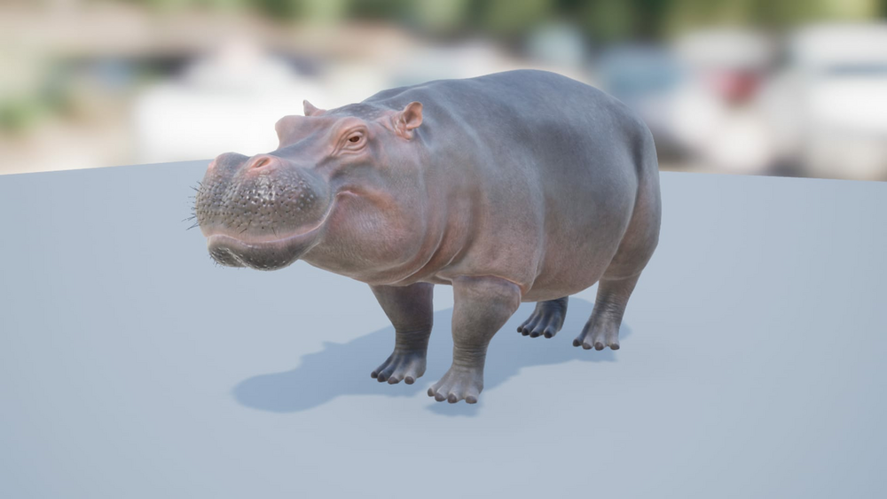 Hippo 