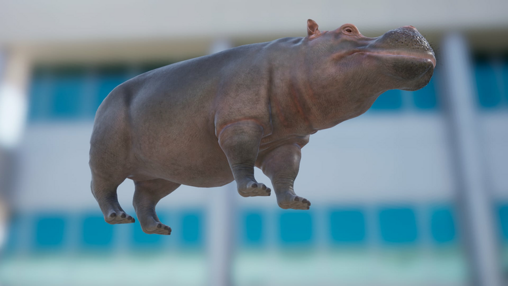 Hippo 