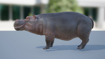 Hippo 