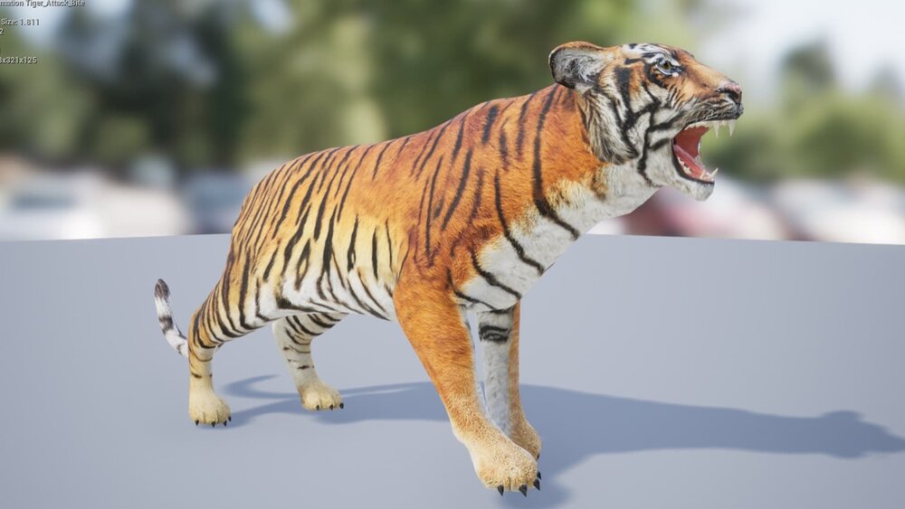 Medhue Tiger 