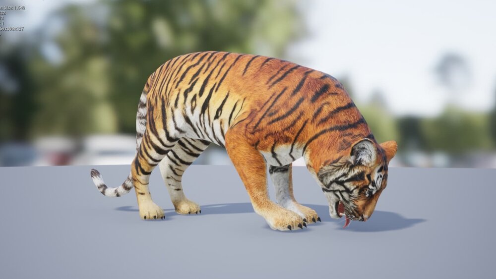 Medhue Tiger 