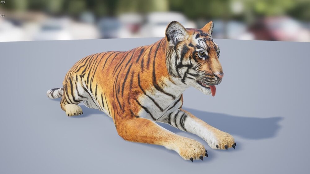 Medhue Tiger 