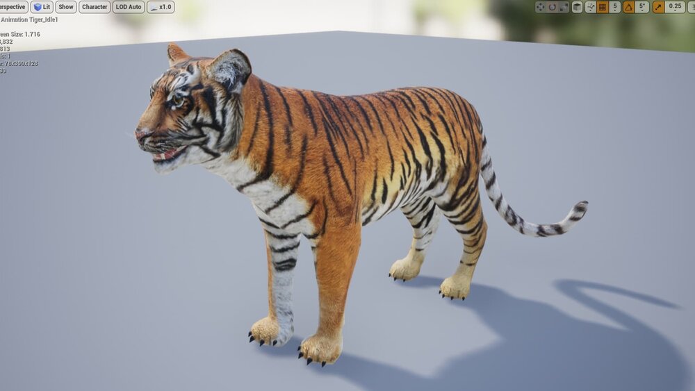 Medhue Tiger 