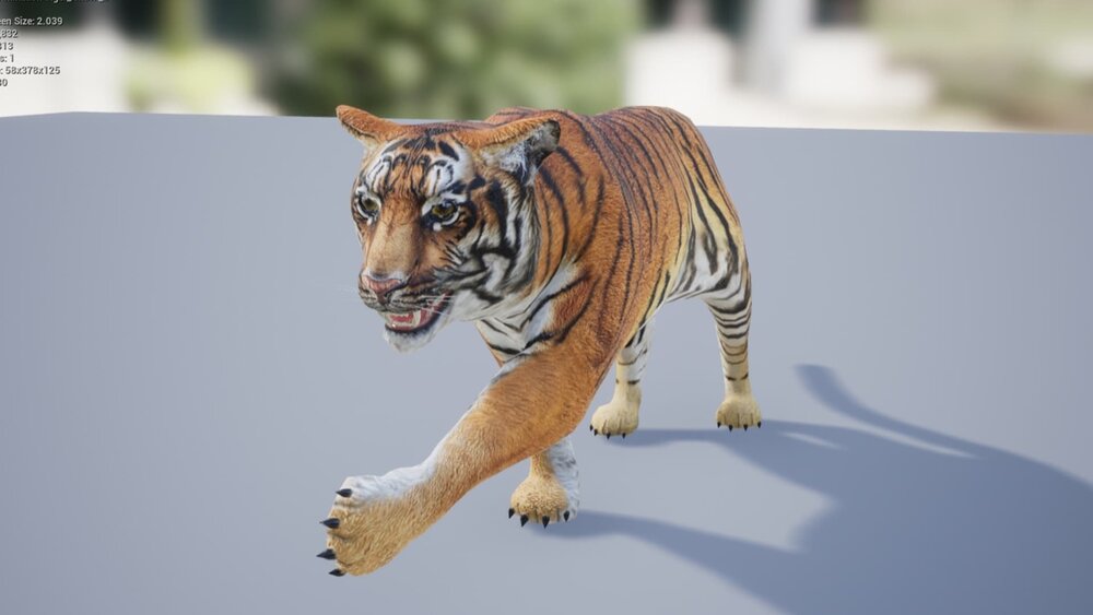 Medhue Tiger 