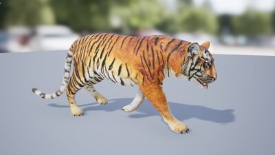 Medhue Tiger 