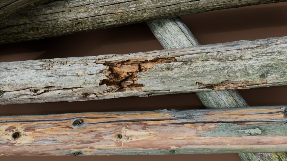 Rotten Wood 