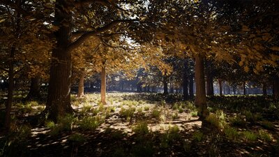 Oak Trees Pack 8k 