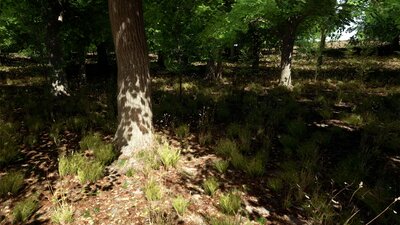 Oak Trees Pack 8k 