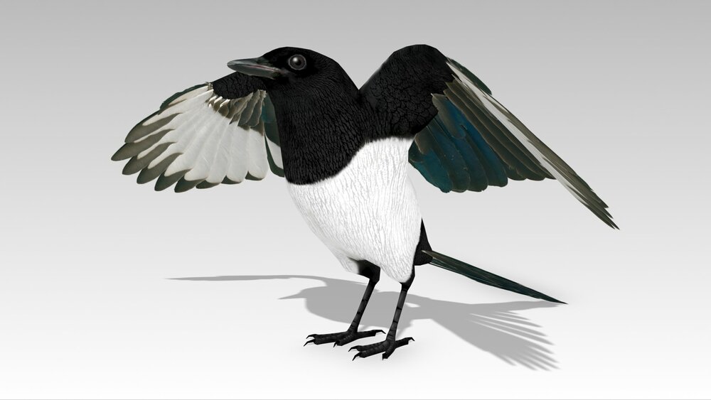 Magpie 