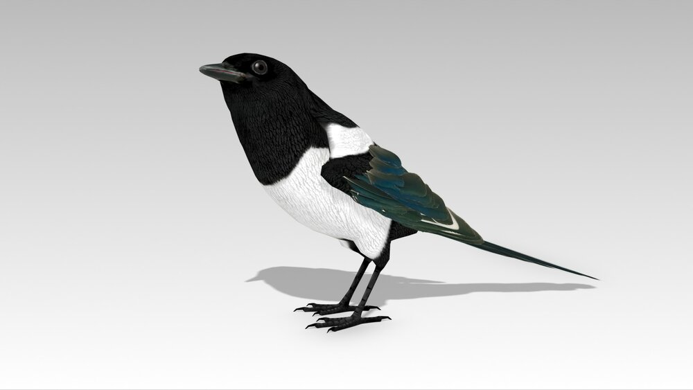 Magpie 