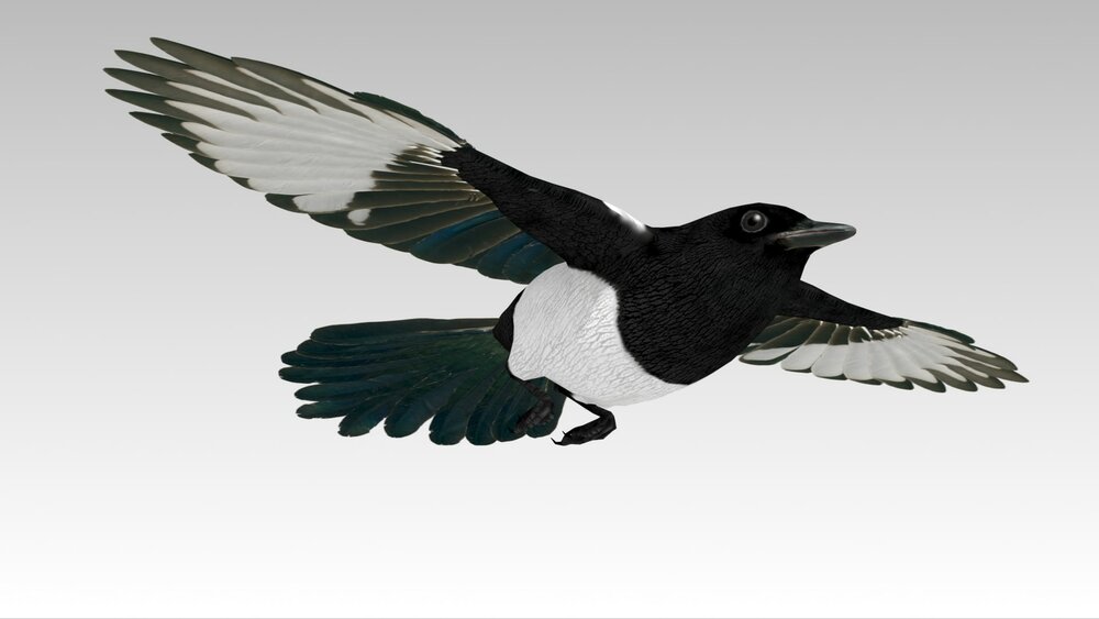 Magpie 