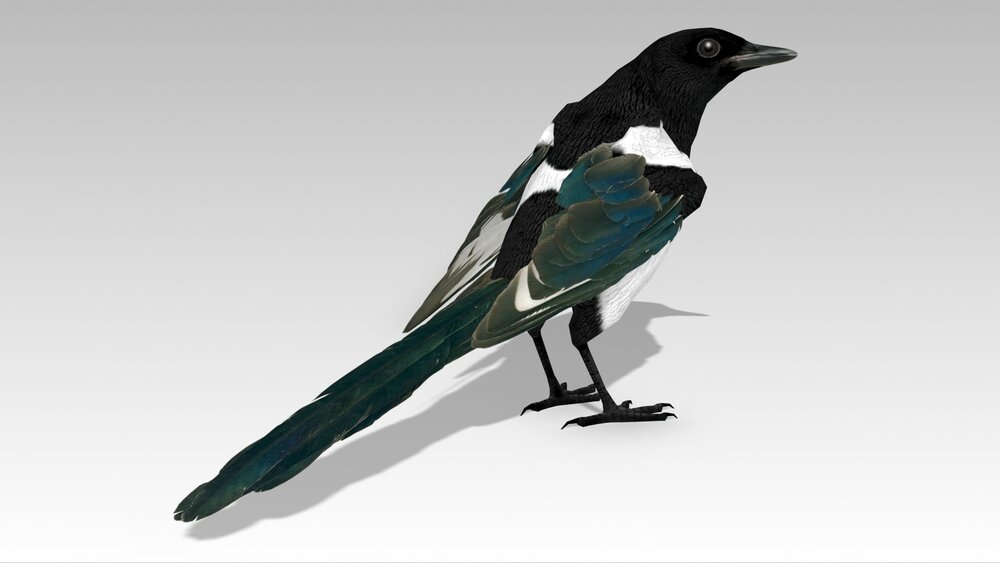 Magpie 