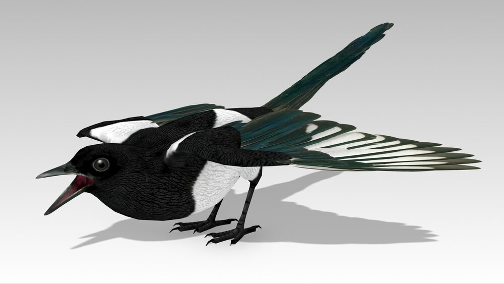 Magpie 