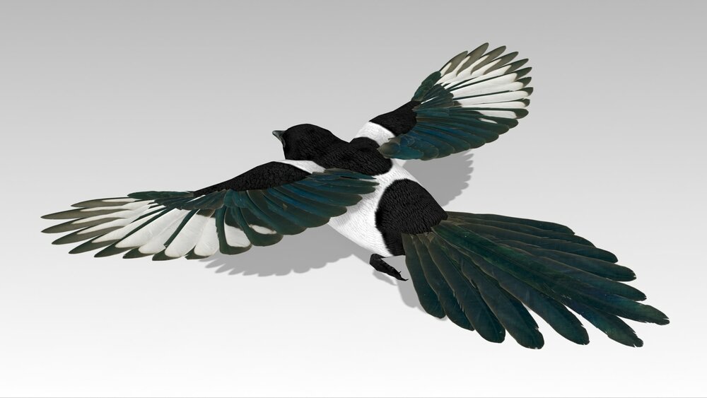 Magpie 