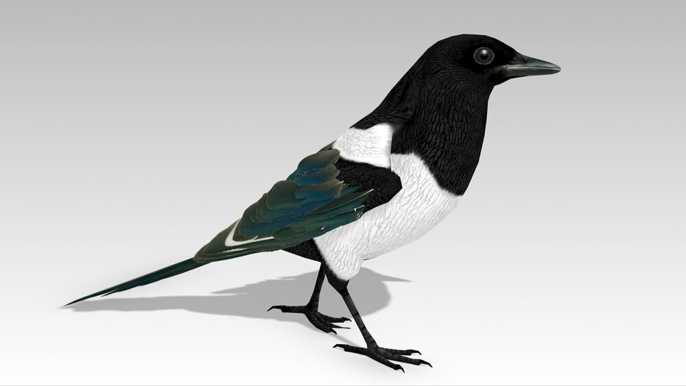 Magpie 