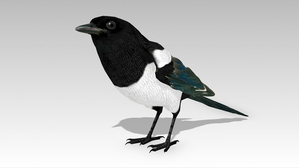 Magpie 