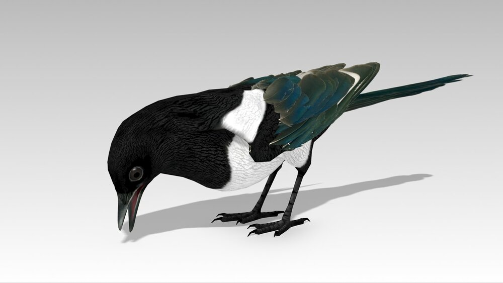 Magpie 