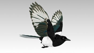 Magpie 