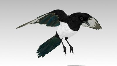 Magpie 