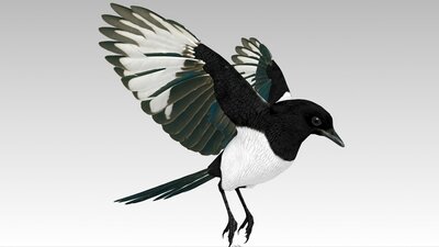 Magpie 