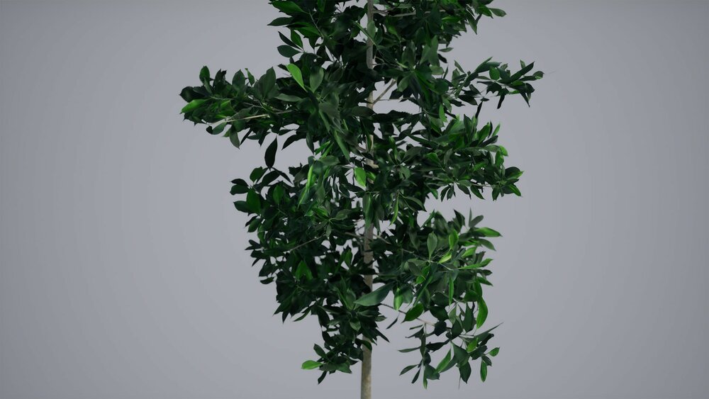 Realistic Foliage Vol. 2 "Trees" by DAS 