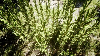 Interactive plants with foliage tool for UE5 (3DVEZ R22) 