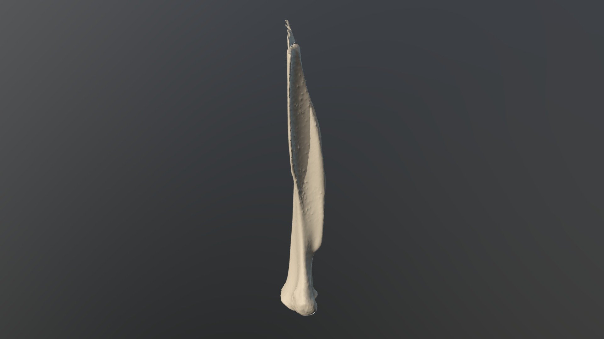 LFScapula 