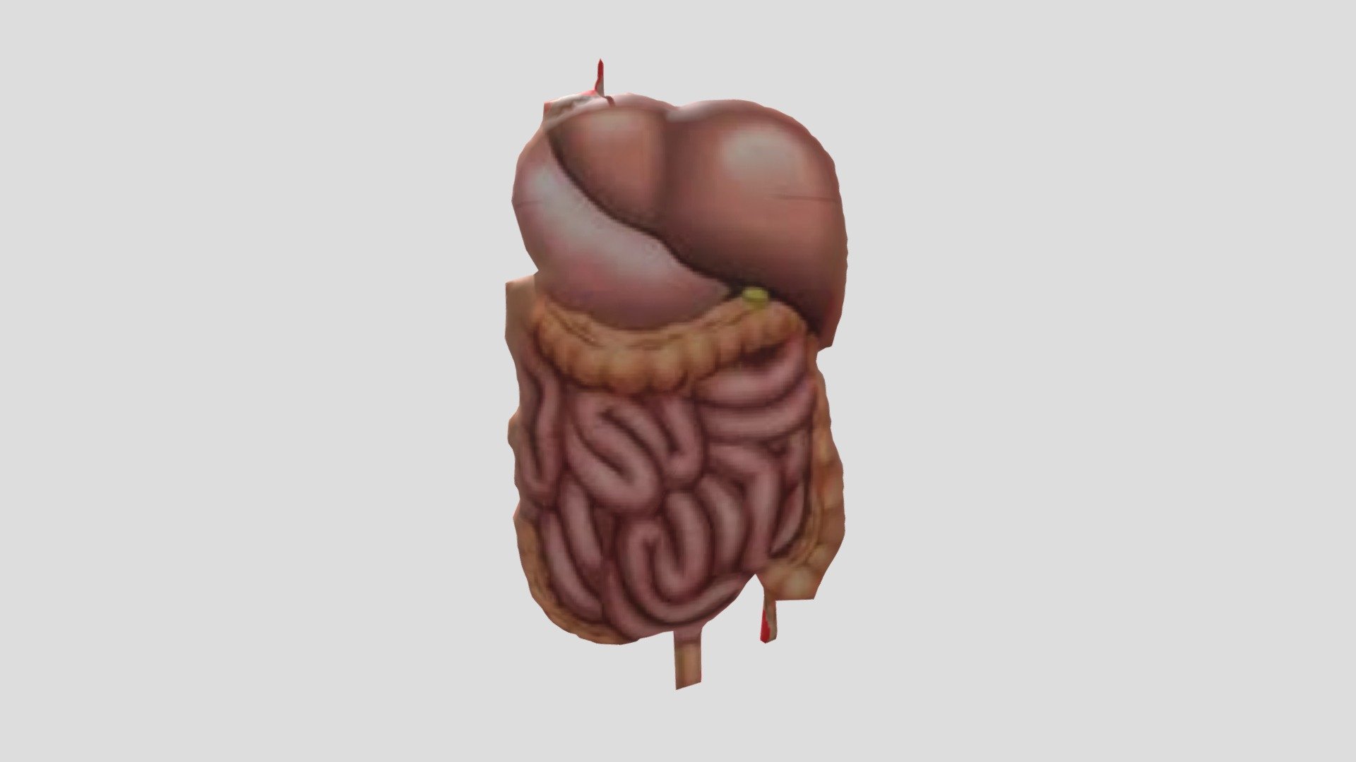 Organ Manusia, Latihan 2 