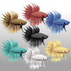 Betta Fish Collections 