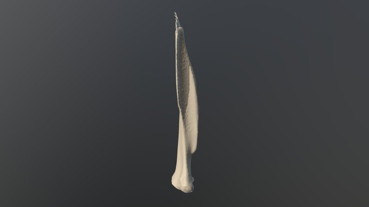 LFScapula